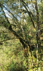 Diospyros riojae