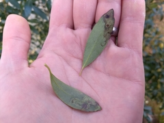 Phytomyza glabricola