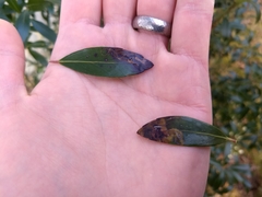 Phytomyza glabricola