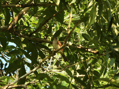 Cream-vented Bulbul (Pycnonotus simplex)