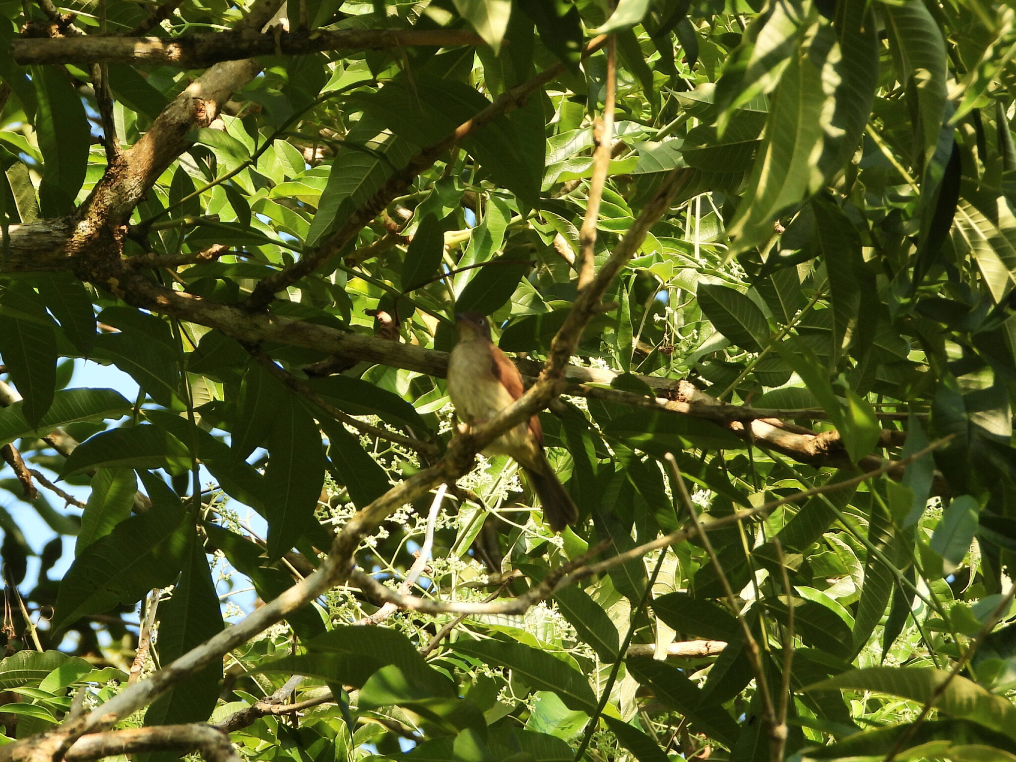 Cream-vented Bulbul (Pycnonotus simplex), photo 1