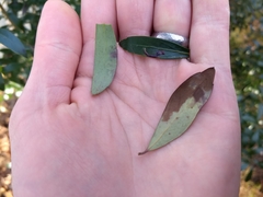 Phytomyza glabricola