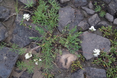 Oxytropis sordida