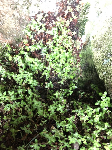 Crassula peculiaris