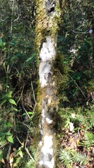 Diospyros riojae