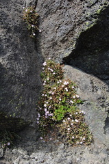 Ourisia microphylla