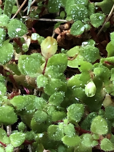 Crassula peculiaris