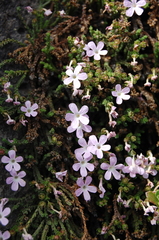 Ourisia microphylla