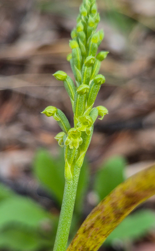 Pale Onion-orchid (Microtis arenaria)