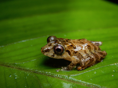 Pristimantis latidiscus