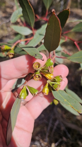 Ridge-fruited mallee (Eucalyptus incrassata)