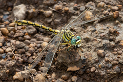 Ceratogomphus pictus