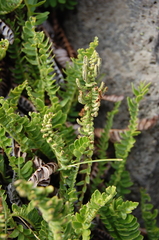 Blechnum microphyllum