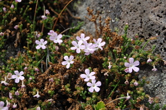 Ourisia microphylla