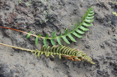 Blechnum microphyllum