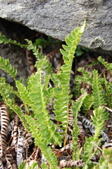 Blechnum microphyllum