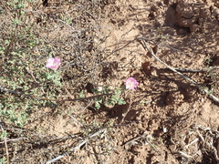 Anisodontea dissecta