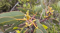 Eucalyptus tetraptera, photograph author not stated, no rights reserved