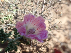 Anisodontea dissecta