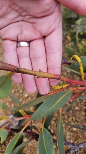 Eucalyptus tetraptera, photograph 6