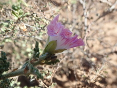 Anisodontea dissecta