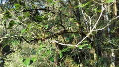 Diospyros riojae