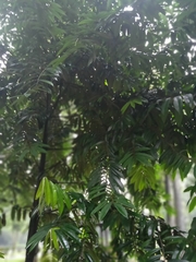 Diospyros celebica
