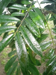 Diospyros celebica