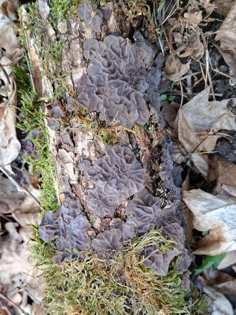Auricularia mesenterica · March 2026 · photo: © markuskrieger (iNaturalist, cc-by)