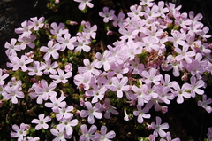 Ourisia microphylla