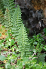 Polystichum plicatum