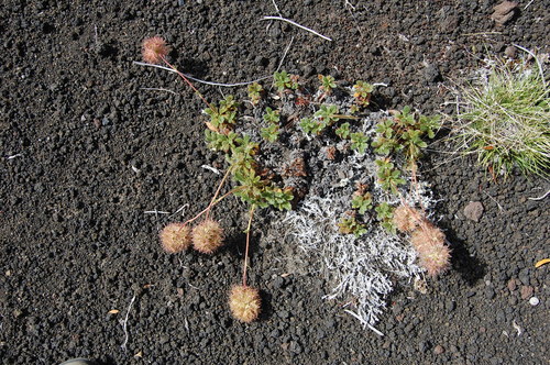 Acaena macrocephala