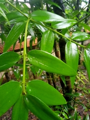Agathis dammara