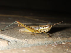 Bermius odontocercus