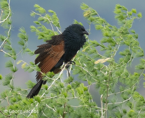 iNaturalist image