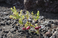 Gaultheria poeppigii