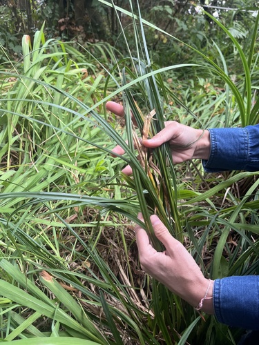 Carex phleoides observed 2026-03-13