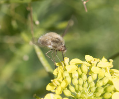 Bombyliidae