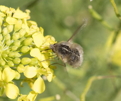 Bombyliidae