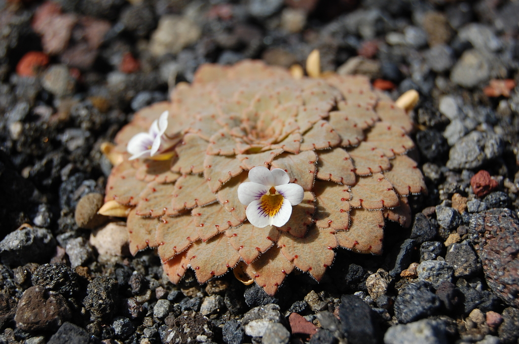 Viola farkasiana