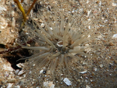Image of Paranthus niveus