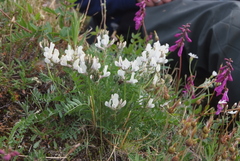 Oxytropis sordida