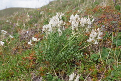 Oxytropis sordida