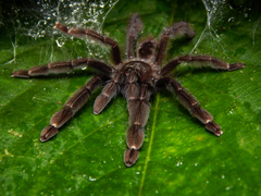 Psalmopoeus