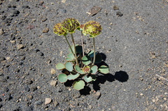 Pozoa