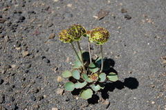Pozoa