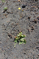 Calceolaria filicaulis