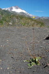 Calceolaria filicaulis