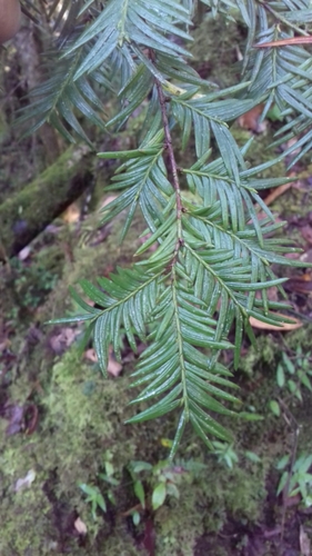 Image of Taxus globosa by (c) Juan Carlos Pérez Magaña, some rights reserved (CC BY-SA)