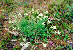 Oxytropis sordida